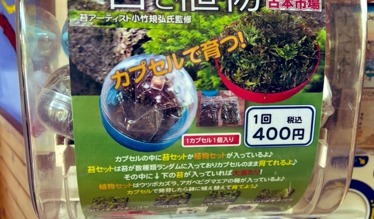 ふるいち苔くらぶ『苔と植物』ガチャガチャ爆誕🎉
